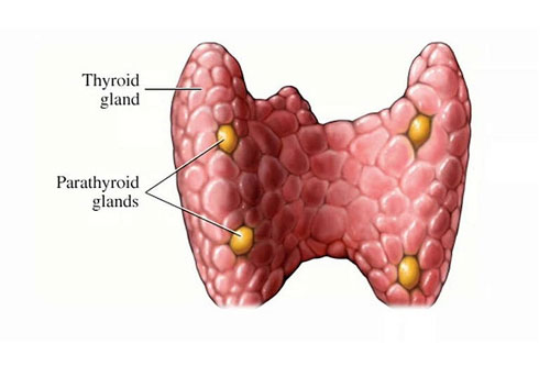 Cường Tuyến Cận Giáp